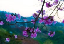 Conozca y viva su cantón