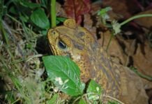 Grupo realiza observación y conteo de ranas en La Guapil de Alajuelita